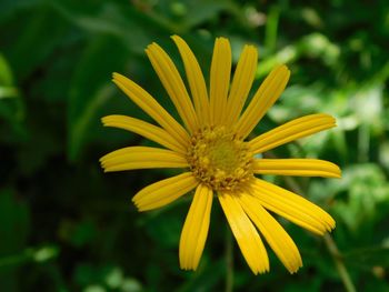 Close-up of yellow flower