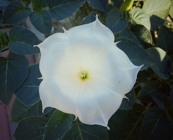 Close-up of white flowers