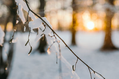 Close-up of frozen plants during winter