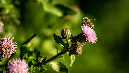 Close-up of bee pollinating on purple flower