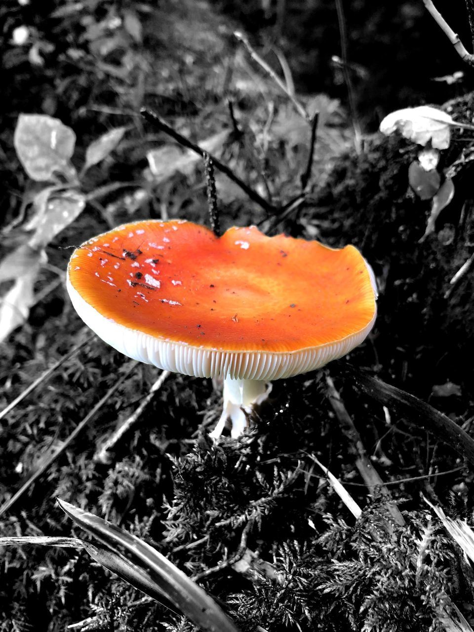 CLOSE-UP OF FLY AGARIC MUSHROOM