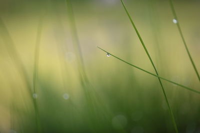 Close-up of wet grass