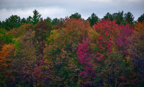 View of trees in forest during autumn