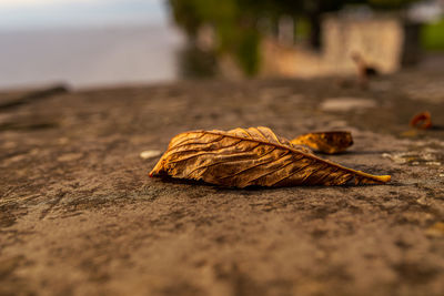 Close-up of dried autumn leaf on table