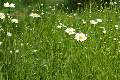 Close-up of white daisy flowers on field