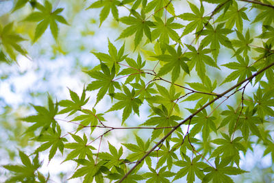 Close-up of maple leaves