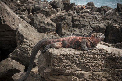 Close-up of lizard on rock at sea shore