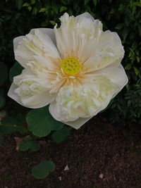 Close-up of white rose flower