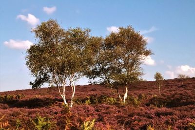 Trees on field against sky