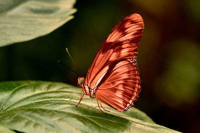 Close-up of an orange butterfly on a leaf