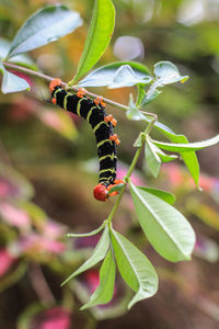 Close-up of insect on leaf