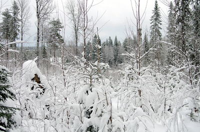 Snow covered land and trees in forest