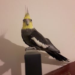 Close-up of bird on indoors