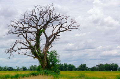 Tree on field against sky