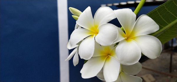Close-up of white flowers against blue sky