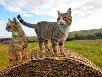 Portrait of cat on field against sky