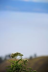 Close-up of plant growing on land against sky