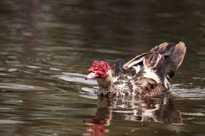 Large older male muscovy duck cairina moschata in a pond in naples, florida in summer.