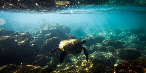 Tortoise swimming in sea