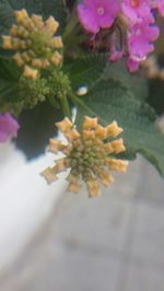 Close-up of pink flower blooming in garden