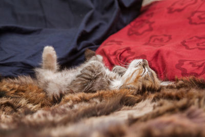 Close-up of cat sleeping on bed