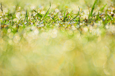 Close-up of fresh green plant in field