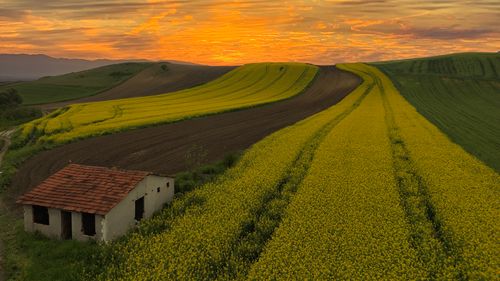 Scenic view of agricultural field against sky during sunset