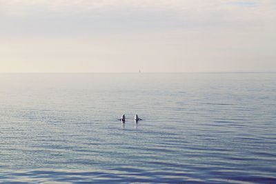 Swans hunting in sea against sky