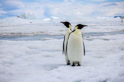 Penguin on snow covered field