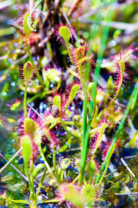 Close-up of flower plant