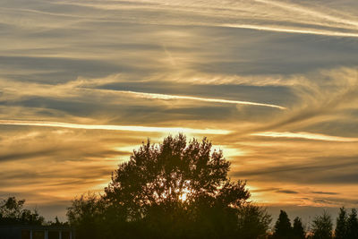 Low angle view of silhouette trees against sky during sunset