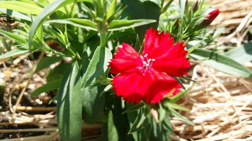 Close-up of red flower blooming in field