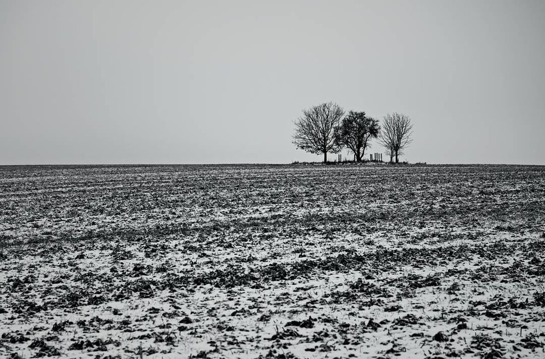 BARE TREE ON FIELD AGAINST CLEAR SKY