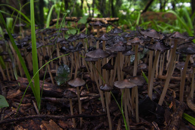 Close-up of mushrooms growing on field