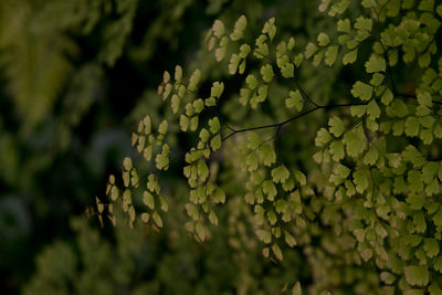 Close-up of flower tree