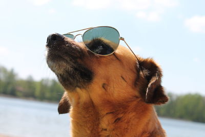 Close-up of sunglasses