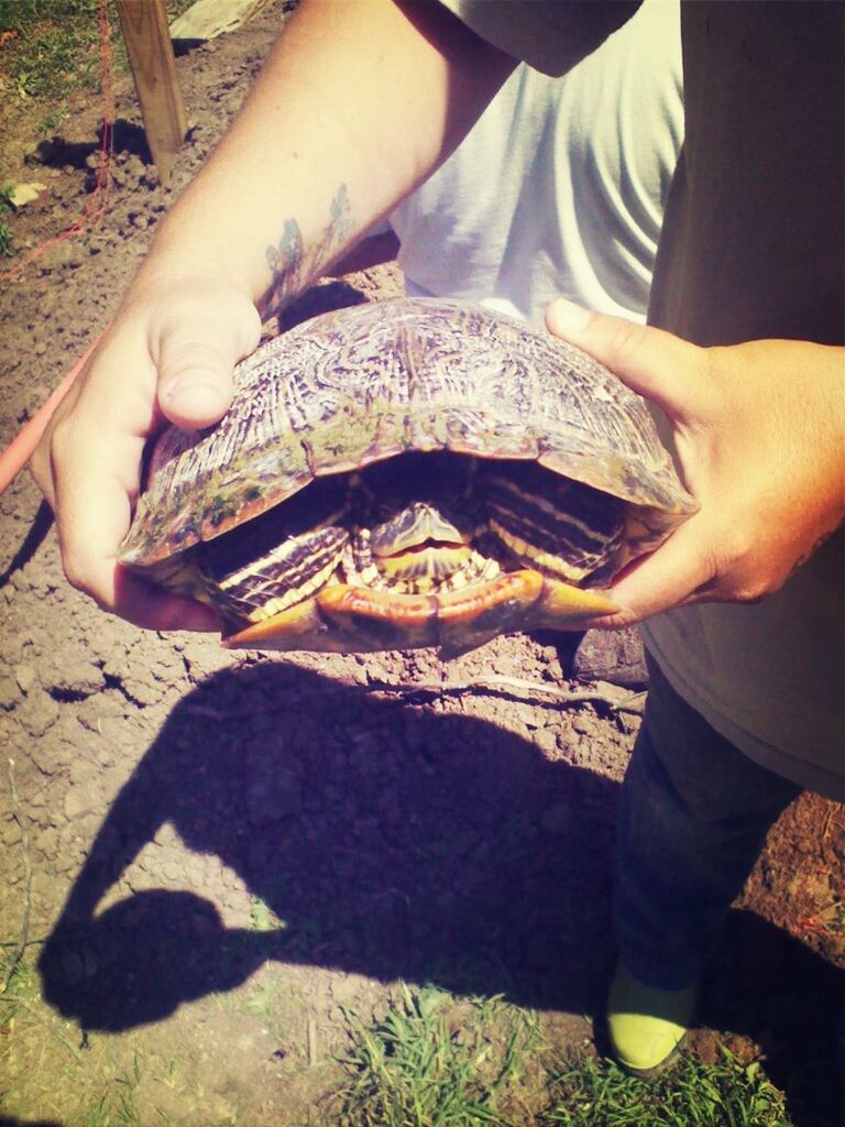 My Ex Turtle 
