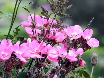 Close-up of pink flowers