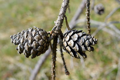 Close-up of dried plant