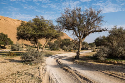 Trees against sky in saudi arabia