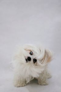 Portrait of dog