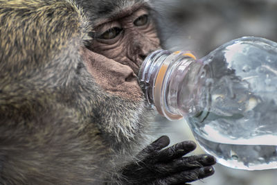 Close-up of a monkey