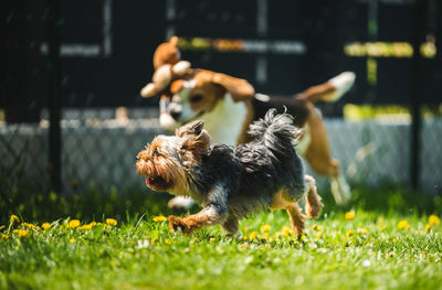 Cute yorkshire terrier dog and beagle dog chese each other in backyard. running and jumping