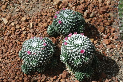 High angle view of prickly pear cactus