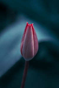 Close-up of pink flower