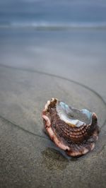Seashell on the cardiff beach in california