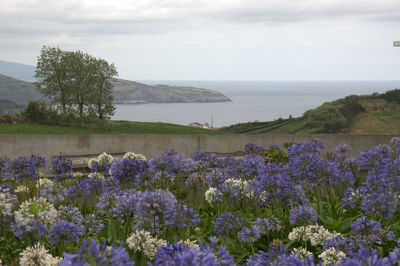 Close-up of flowers growing by sea against sky