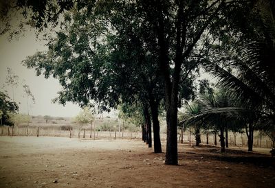 Trees in a row