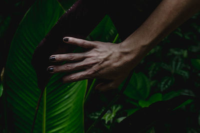 Cropped hand of woman touching plants