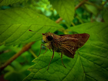 Close-up of butterfly on leaf